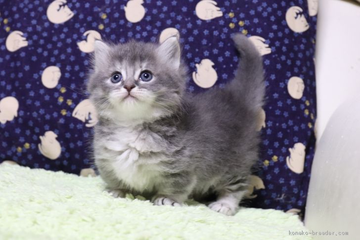 1日の子猫単独閲覧記録数更新1,891アクセス｜飛田　新作(とびた　しんさく)ブリーダー(長野県・ラグドールなど・ICC登録)の紹介写真3