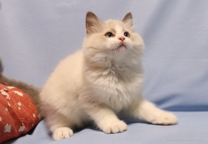 子猫時のアフロ君です。｜飛田　新作(とびた　しんさく)ブリーダー(長野県・ラグドールなど・ICC登録)の紹介写真8