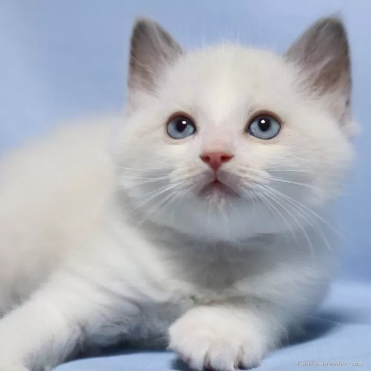 豆乳なべ 様のお迎えした子猫