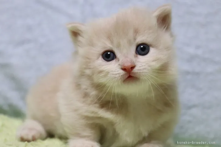 ID:2111-01449の子猫