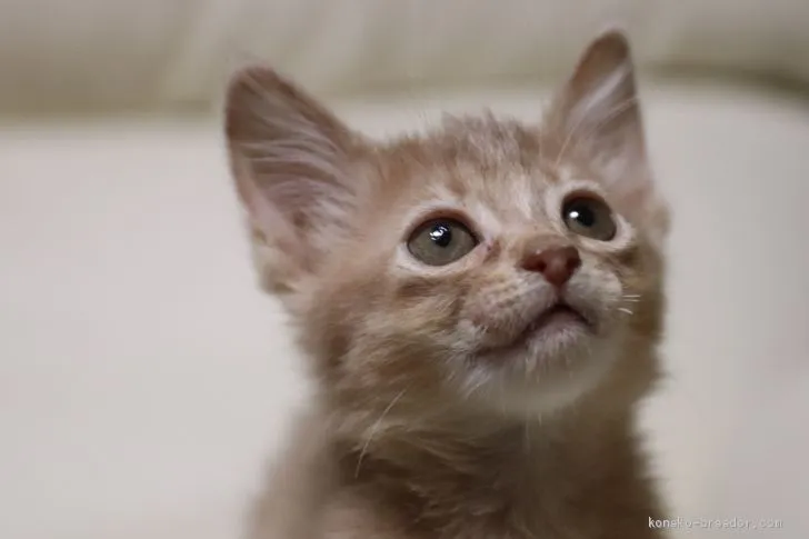 ID：1903-00915の子猫