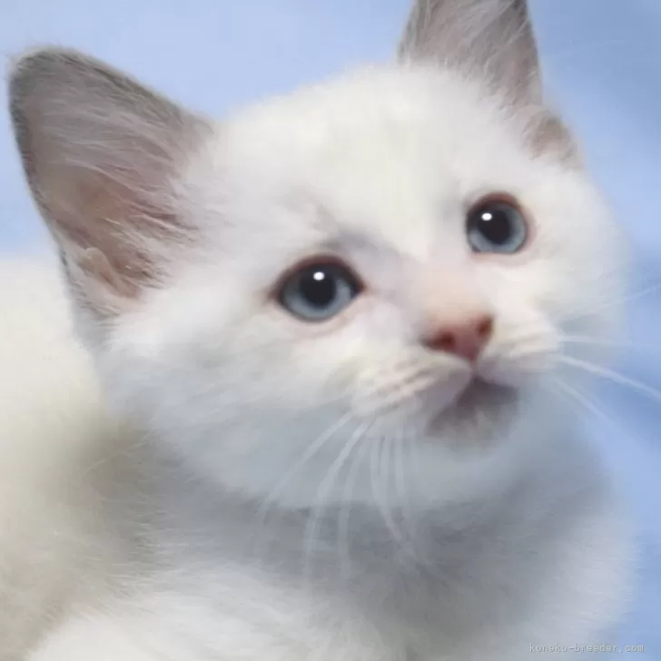 ID:2411-02709の子猫