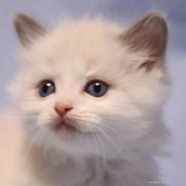 ID:2303-02431の子猫