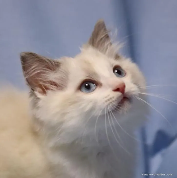 ID:2212-00313の子猫