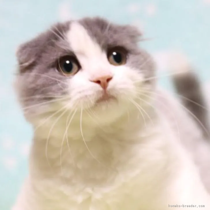 かめちゃん 様のお迎えした子猫