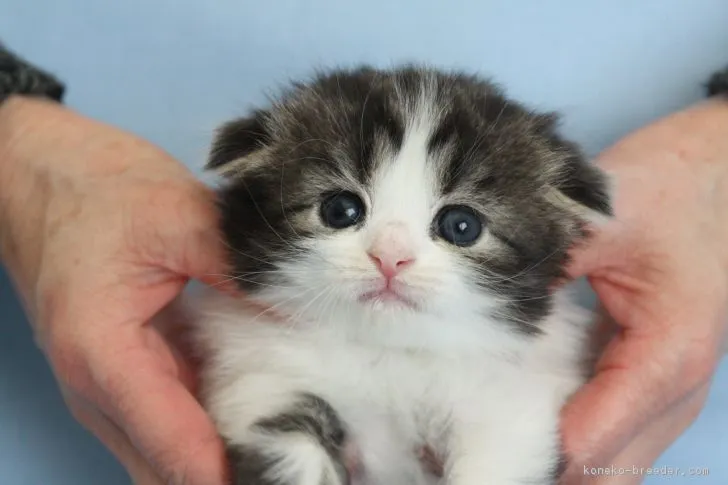 ID:1612-00780の子猫