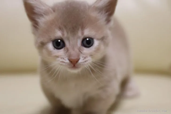 ID:1708-00272の子猫