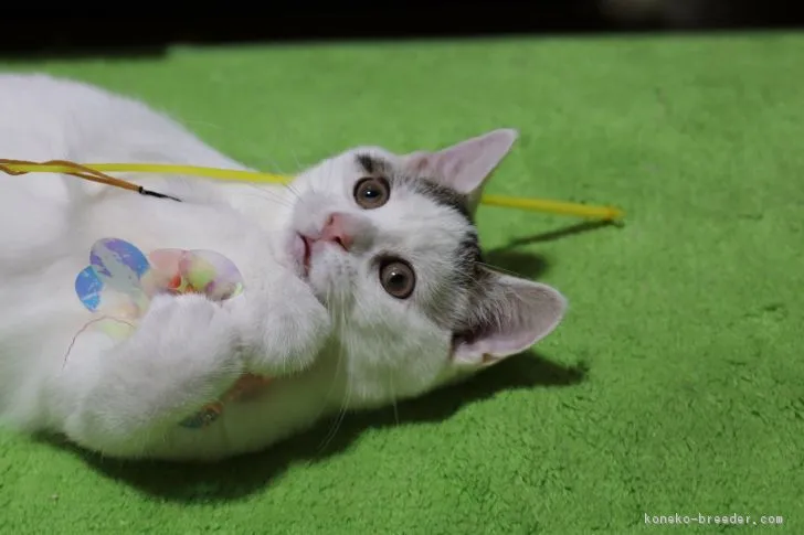 ID:1704-00979の子猫