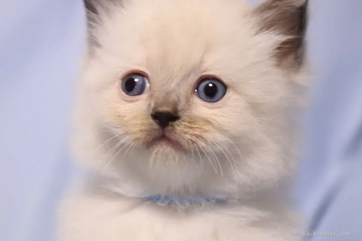 ID：1908-00086の子猫