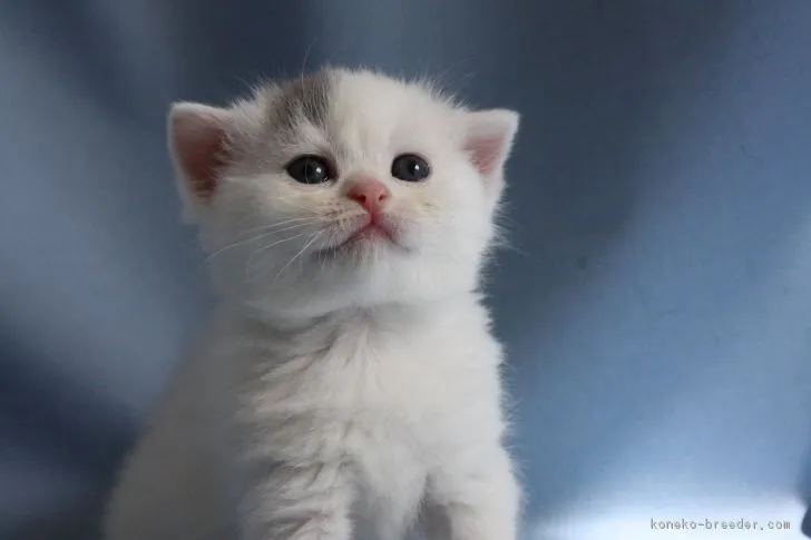 ID：1704-00978の子猫