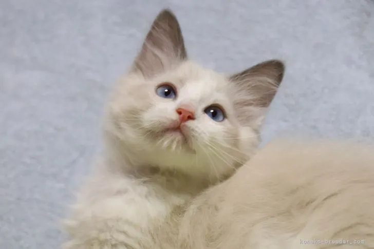 ID：2111-02342の子猫