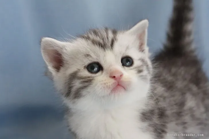 ID:1612-00776の子猫