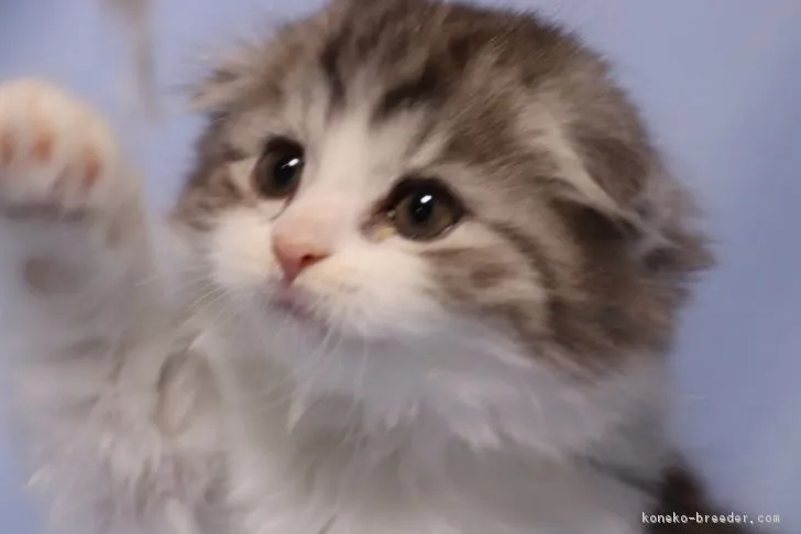 ID：1707-00563の子猫