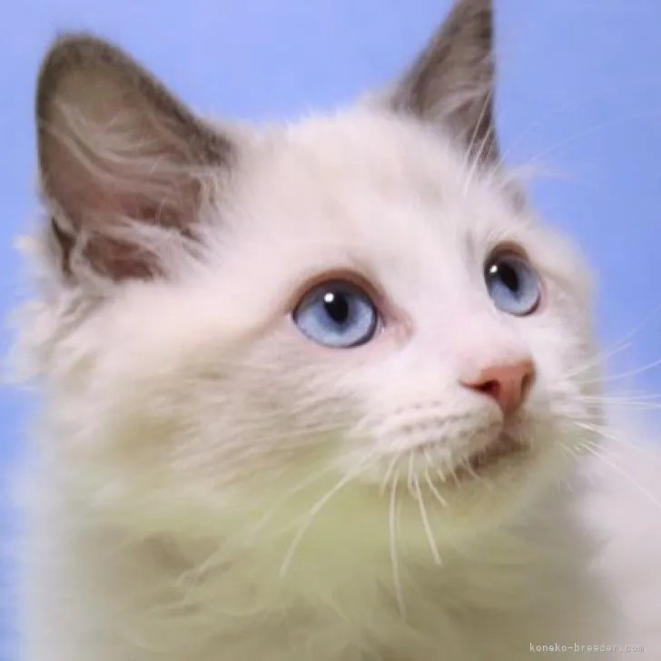 ID：2302-00104の子猫