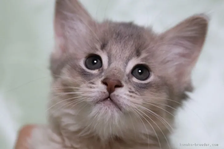 ID:1710-01011の子猫