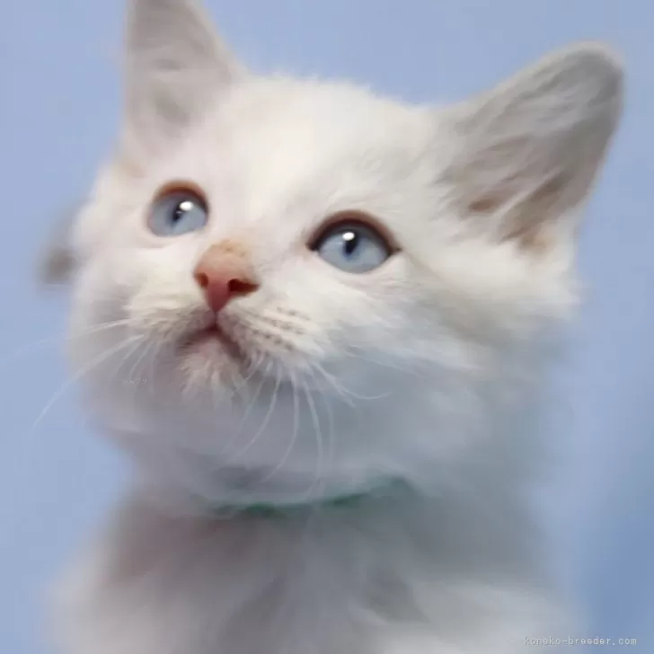 ID：2401-02371の子猫