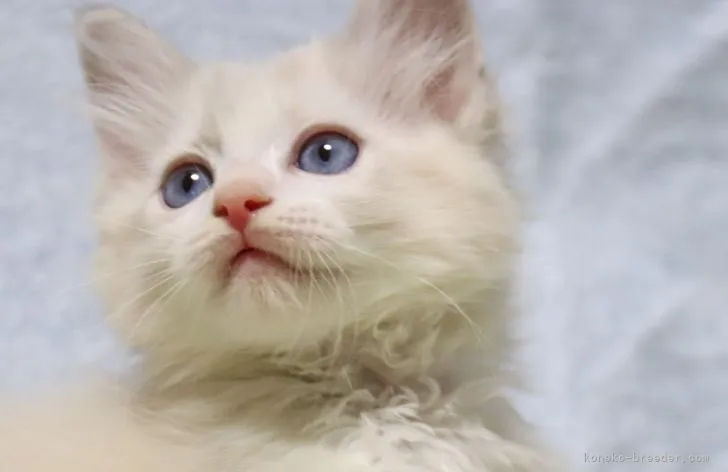 はちわれ 様のお迎えした子猫