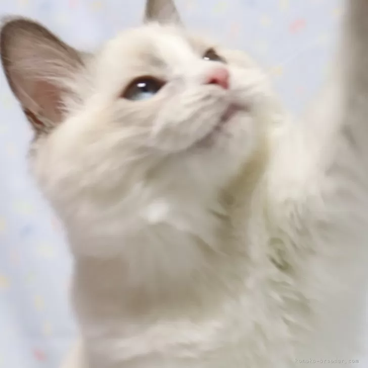 ID:2309-01051の子猫