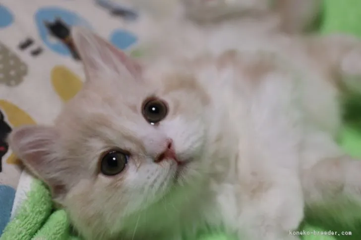 ID：1804-00983の子猫