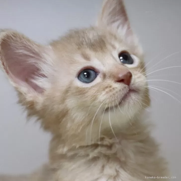 ID:2410-02258の子猫