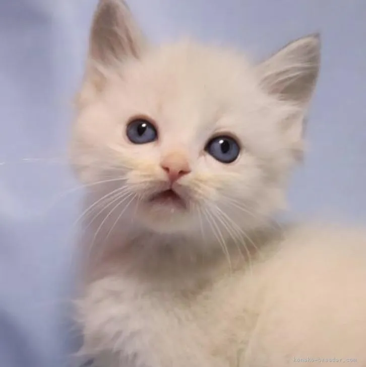 ID:2301-01153の子猫