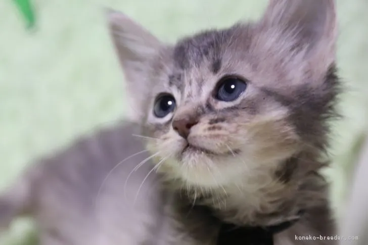 ID:1903-00912の子猫