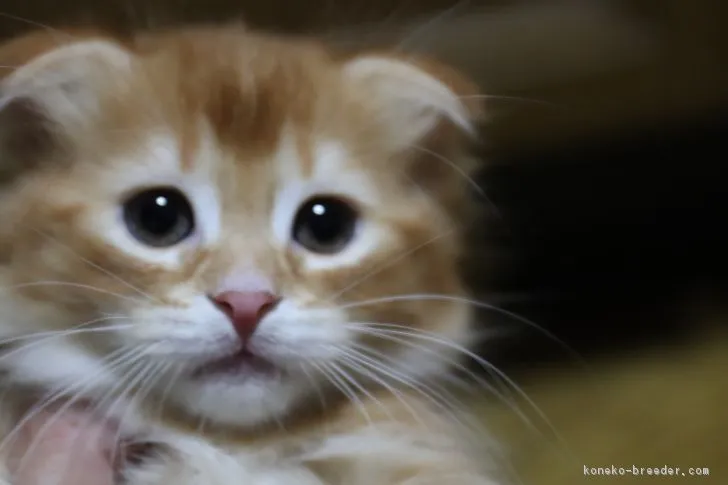 ID：1706-01426の子猫