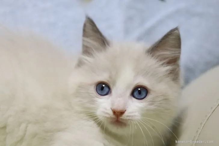 ボッシー 様のお迎えした子猫