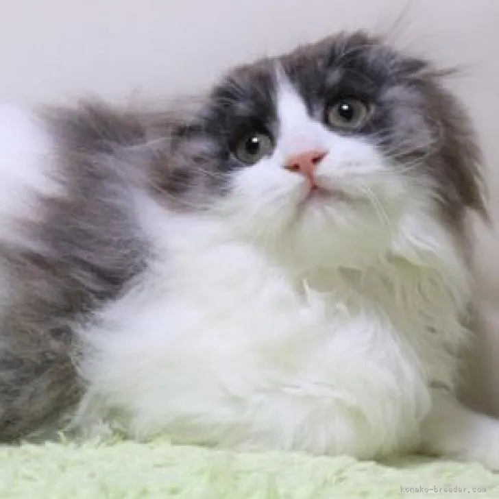 ID:2301-00207の子猫