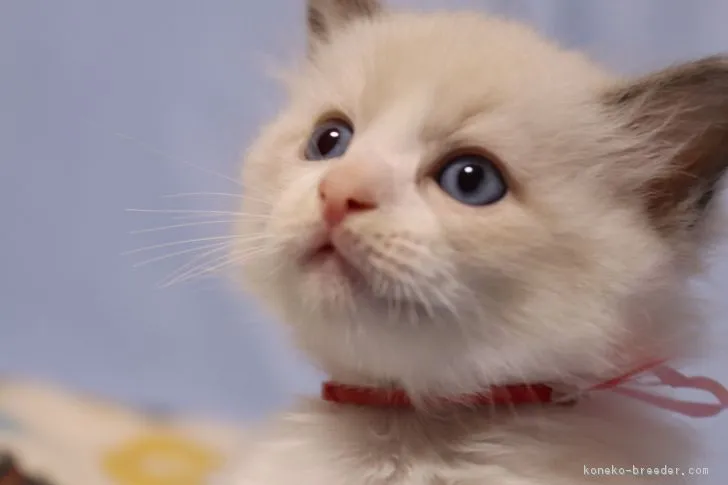 ID：1806-00285の子猫