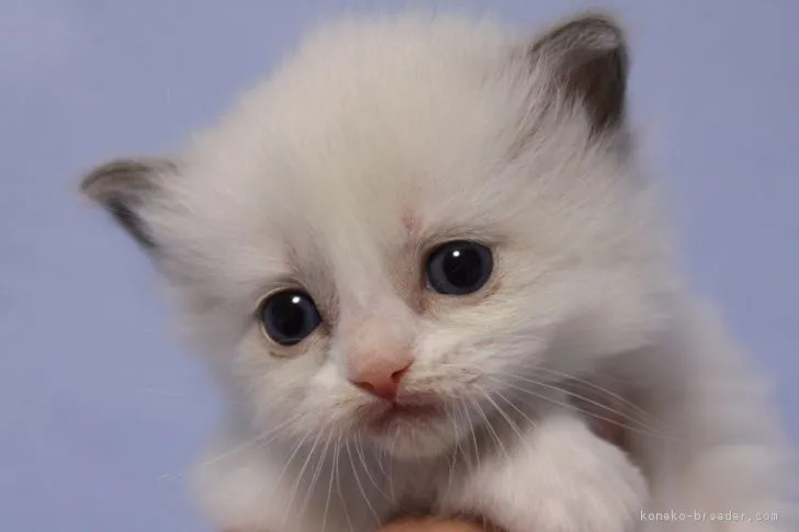 ID：1702-00467の子猫