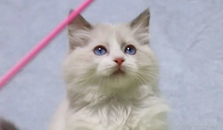 モナルカ 様のお迎えした子猫