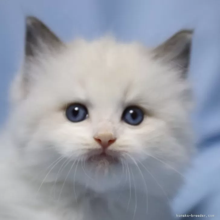 ID:2406-01977の子猫