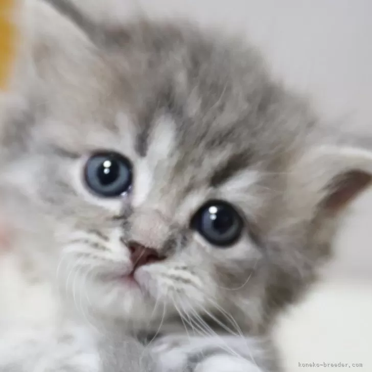 ID：2403-00283の子猫