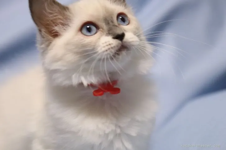 ID：2111-00320の子猫