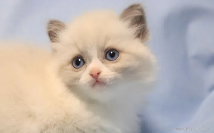 ID：2111-02072の子猫