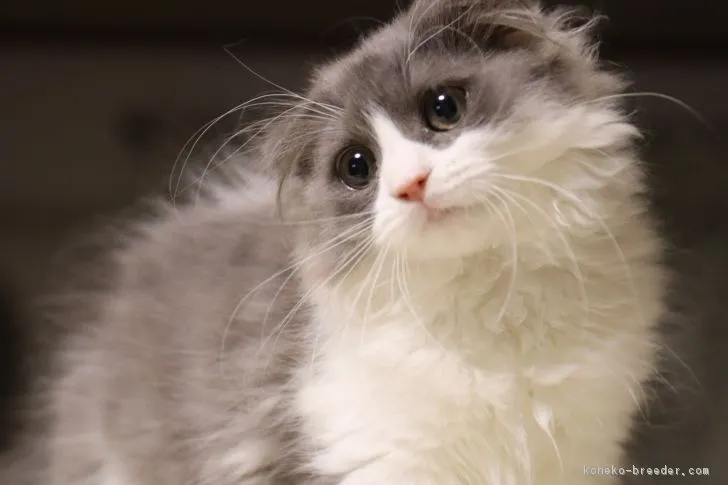 和田 様のお迎えした子猫