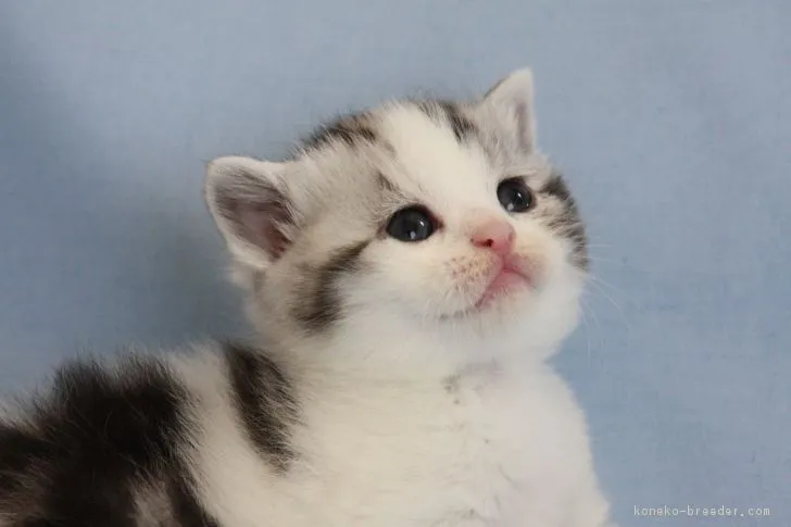 ID：1612-00778の子猫