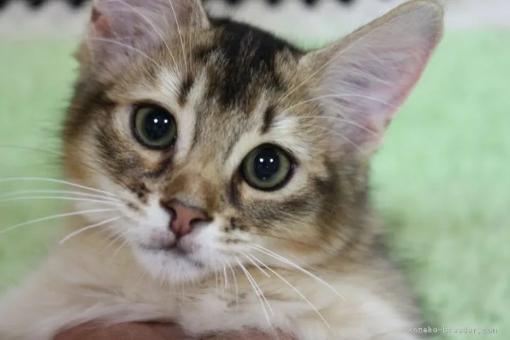 ID:1608-00070の子猫