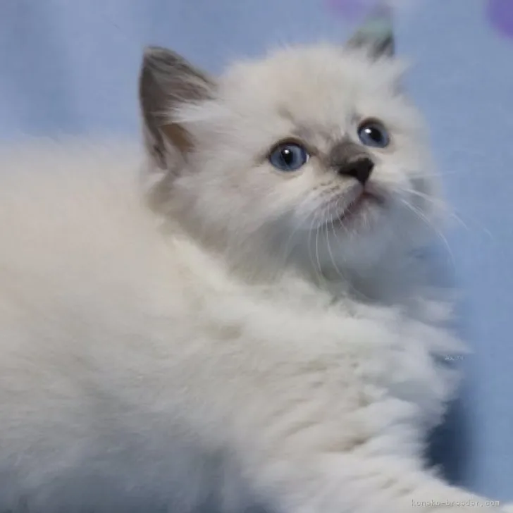 ID:2310-01337の子猫