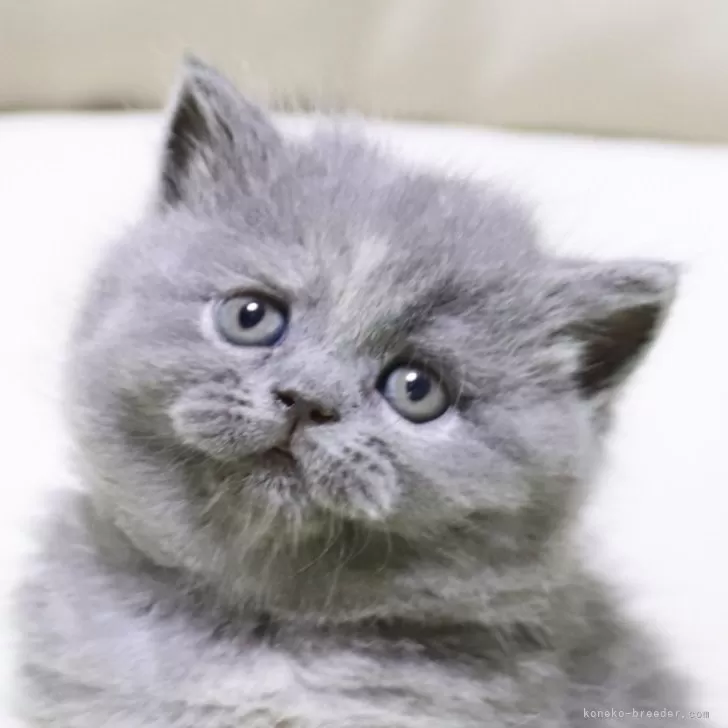 ID:2402-00483の子猫
