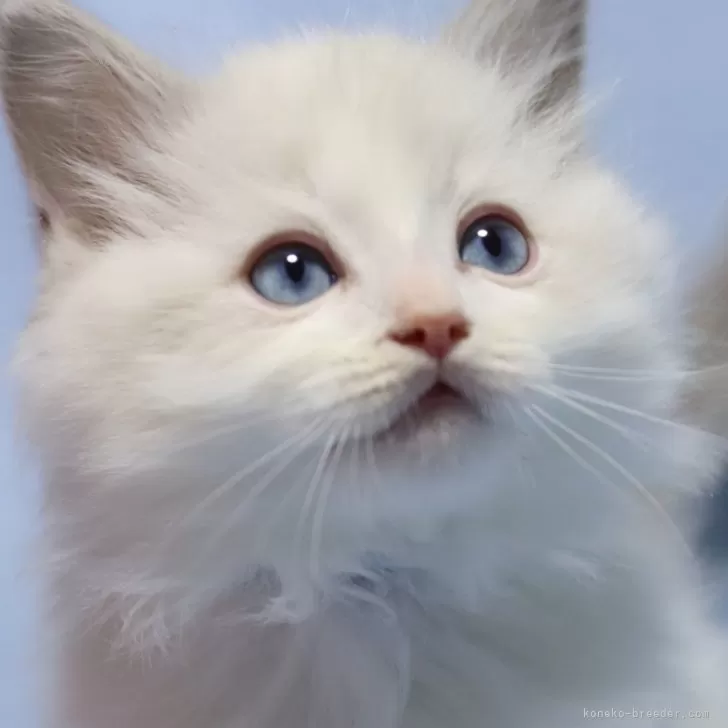 ID:2401-02367の子猫