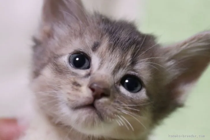 ID：1903-00916の子猫
