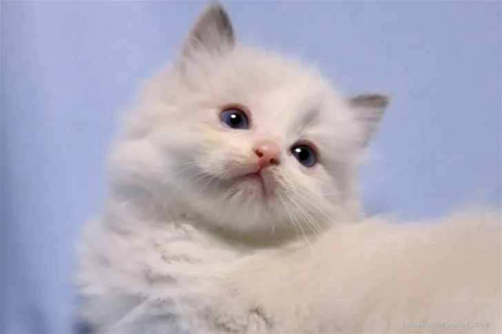 S.M 様のお迎えした子猫