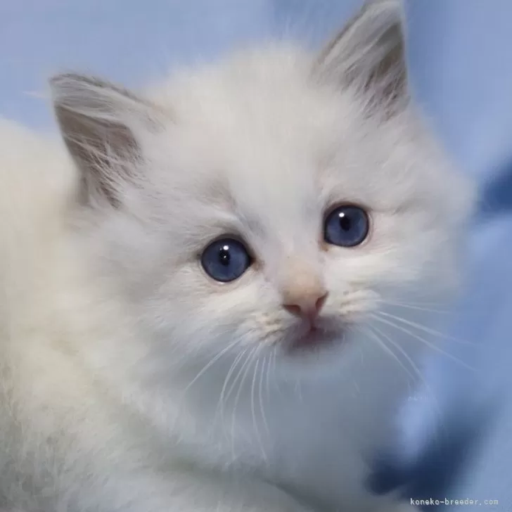 ID:2405-02422の子猫