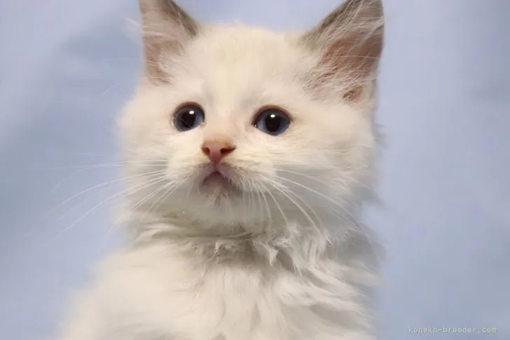 ID:2204-02798の子猫