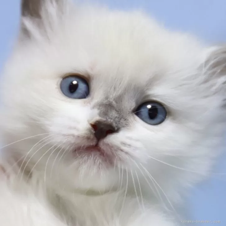 ID:2402-00481の子猫