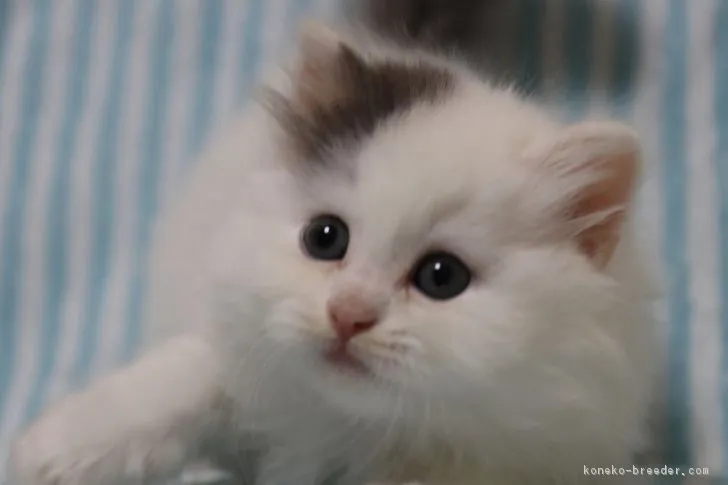 ID：1803-01423の子猫