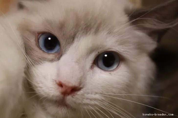 ID:1810-00624の子猫
