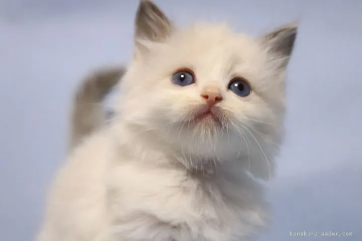 A.T 様のお迎えした子猫